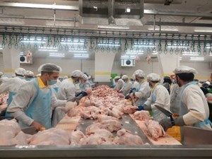یک مقام صنفی؛ قیمت گوشت مرغ کاهش مییابد