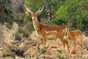 رصد گوزنهای زرد ایرانی خوزستان با ردیاب ماهوارهای