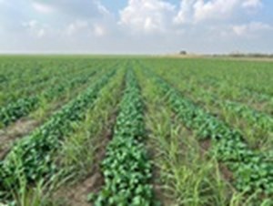 معاون عمرانی استانداری خوزستان خبر داد: تشکیل قرارگاههای شهرستانی برای حق آب کشت پاییزه در خوزستان