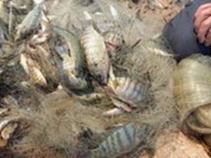 آفت تیلاپیا درحال پراکنش در پهنههای آبی خوزستان/معدودم سازی بیش از یک میلیون ماهی غیربومی