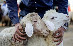انجام ذبح دامهای قربانی در کشتارگاههای مجاز