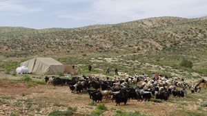 بیمه زنان روستایی دارای ۳ فرزند به مرحله اجرا میرسد
