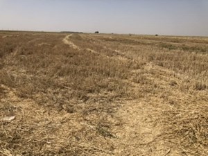 اجرای طرح تثبیت کانونهای بحرانی گرد و غبار در خوزستان