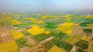 کاهش ۳۵ درصدی دعاوی در صورت الزامی شدن سند رسمی/ زمینخواریها به دلیل نداشتن سند است