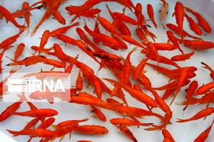 سازمان دامپزشکی: مردم از خرید ماهیان بیحال و دارای لکه خودداری کنند