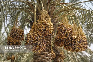 بیش از ۲۸۰۰ تن خارک و رطب از نخیلات حمیدیه برداشت میشود