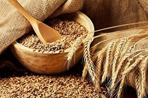 خرید تضمینی ۴۷ هزار و ۵۰۰ تن گندم و کلزا در خوزستان