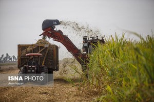 آغاز برداشت نیشکر در خوزستان/ بیش از ۶ میلیون تن نیشکر برداشت میشود