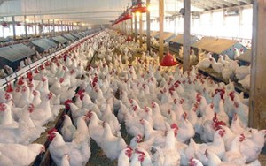 افزایش ظرفیت مرغداریهای خوزستان تا مرز خودکفایی