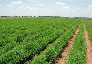 اعتباری برای اجرای پروژههای جدید تحقیقاتی خوزستان تعیین نشده است