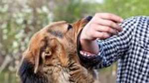ابتلای ۱۴ نفر به هاری از ابتدای سال/ سگهای ولگرد مخزن بیماری هاری