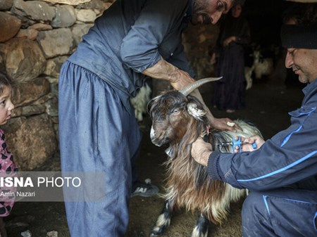معاون دامپزشکی استان مطرح کرد: هشدار کنترل بیماری‌های منتقله از حشرات در فصل گرم خوزستان