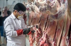 استقرار گروههای بهداشتی دامپزشکی خوزستان در پایانههای مرزی
