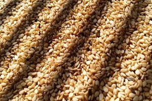 برای نخستینبار در کشور/ اصلاح ژنتیکی ارقام کنجد ناشکوفا در خوزستان