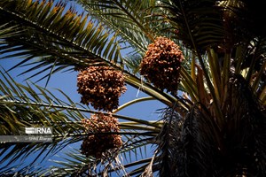 اشتغالزایی ۴۳ هزار نفر از طریق نخیلات خوزستان