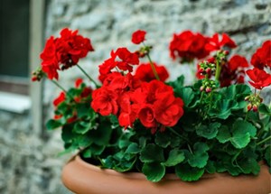 گلهایی که در تمام سال شکوفا میشوند