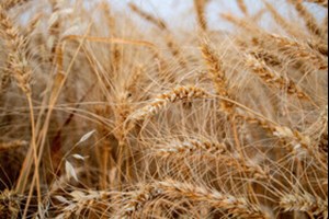 مطالبات گندمکاران خوزستان در هفته آینده پرداخت میشود