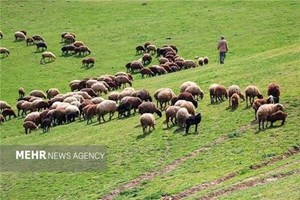 طرحهای مرتعداری، امسال ۲ میلیون هکتار رشد میکند