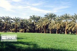 خوزستان تولید کننده ۲۰ درصد غذای کشور است/ مغفول ماندن ظرفیت کشاورزی استان در سایه نفت