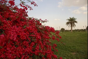 ایجاد بوستانهای میوه در مناطق شهری اهواز/ اجرای طرح هر خانه یک نهال