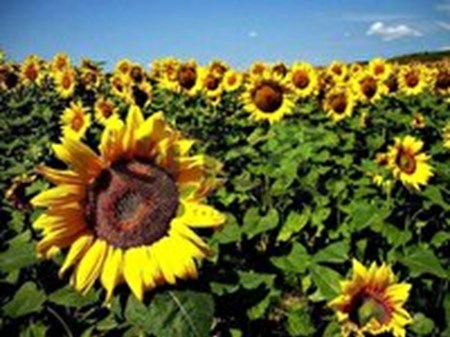 کشت آفتابگردان آجیلی برای نخستین بار در کارون