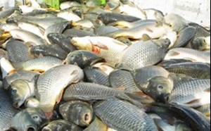 آبزیان خوزستان به کدام کشورها صادر میشود؟