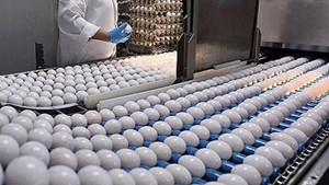 قیمت جدید تخممرغ اعلام شد