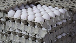 تخم‌مرغ کماکان کمتر از نرخ مصوب عرضه می‌شود
