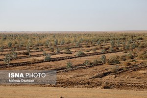 سرپرست معاونت خدمات شهری شهرداری اهواز خبر داد: اجرای تنها ۱۰ کیلومتر از کمربند سبز اهواز/ صنایع به تعهدات خود عمل نمیکنند
