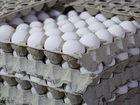 برنامه ریزی برای خرید حمایتی ۱۰ هزارتن تخم مرغ تا پایان شهریور