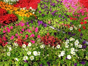 سرپرست سازمان پارکها و فضای سبز شهرداری خبر داد: گلکاری ۱۱ هکتار در شهر اهواز / کاشت بیش از ۱۲ هزار نهال