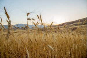 کشت بیش از ۵۴۵ هزار هکتار گندم در خوزستان/طرح دستیابی به پتانسیل عملکرد گندم اجرا میشود