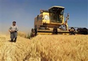 اولتیماتوم ۱هفته‌ای مجلس به وزیر کشاورزی برای اعلام قیمت گندم