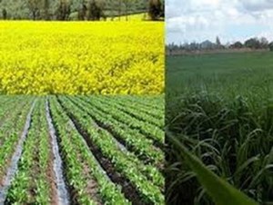 ۸۷۹ هزار هکتار از اراضی خوزستان به زیر کشت پاییزه میرود