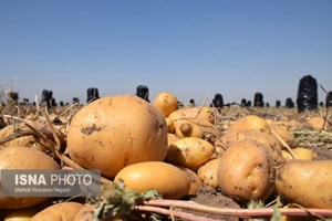 چگونگی سنجش ایمنی مواد غذایی در کشور/لزوم شناسنامهدار شدن زمینهای کشاورزی