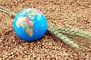 رصد اقدامات دستگاههای اجرایی در حیطه امنیت غذایی و سلامت غذا