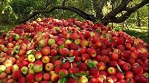 کاهش ۴۰ درصدی تولید محصولات باغی یکی از علل نوسان قیمت