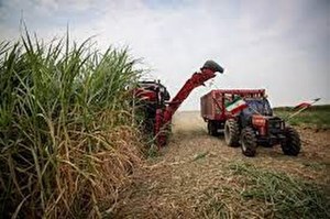 زیرساختهای رشد تولید در صنعت نیشکر فراهم است